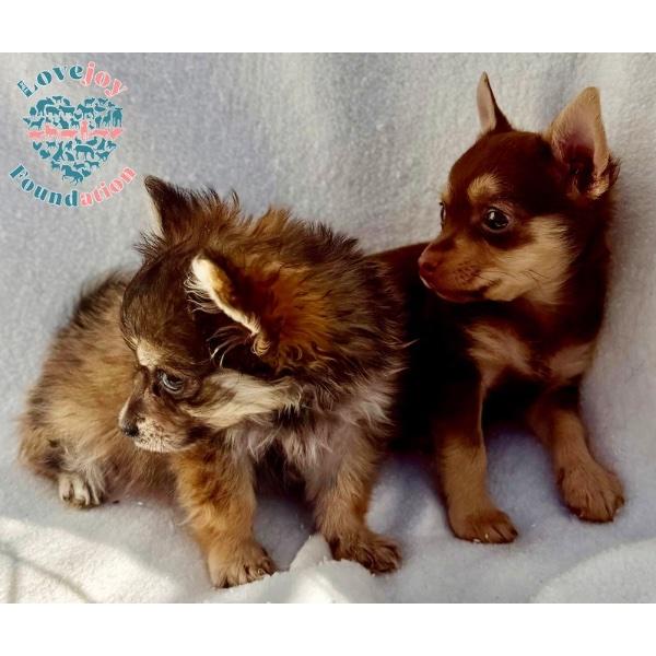 Enlarge Peaches N' Cream Litter, a Adopted mixed breed in Inglewood, CA image 2/2