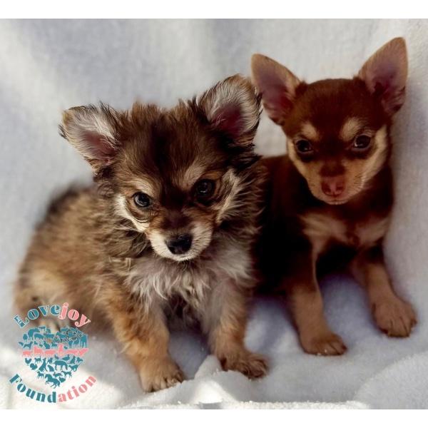 Peaches N' Cream Litter, Adopted, Puppy Male Chihuahua.
