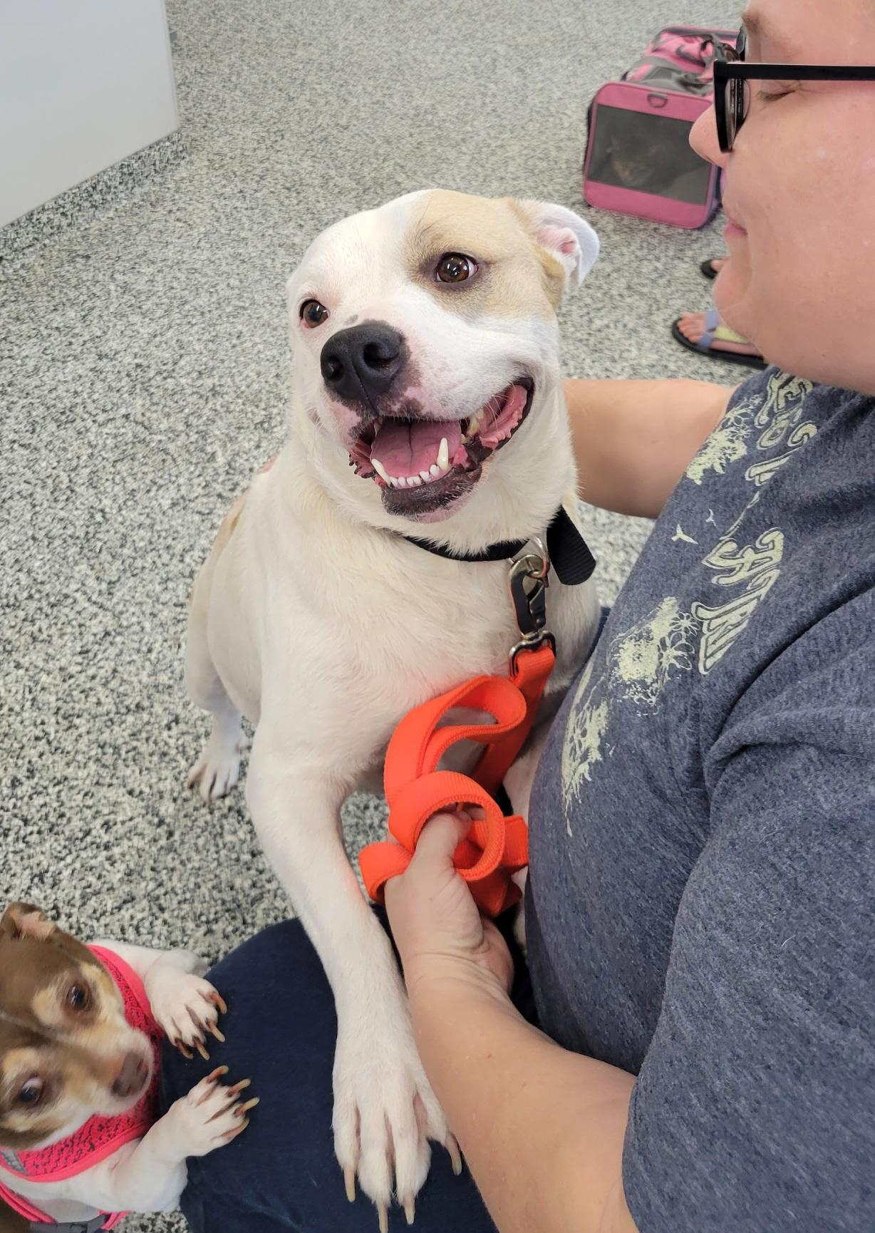 Enlarge Abby, an adopted mixed breed in Plano, TX image 2/6