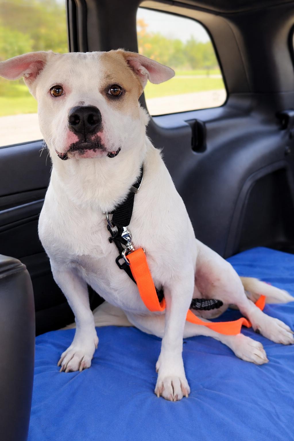 Enlarge Abby, an adopted mixed breed in Plano, TX image 6/6