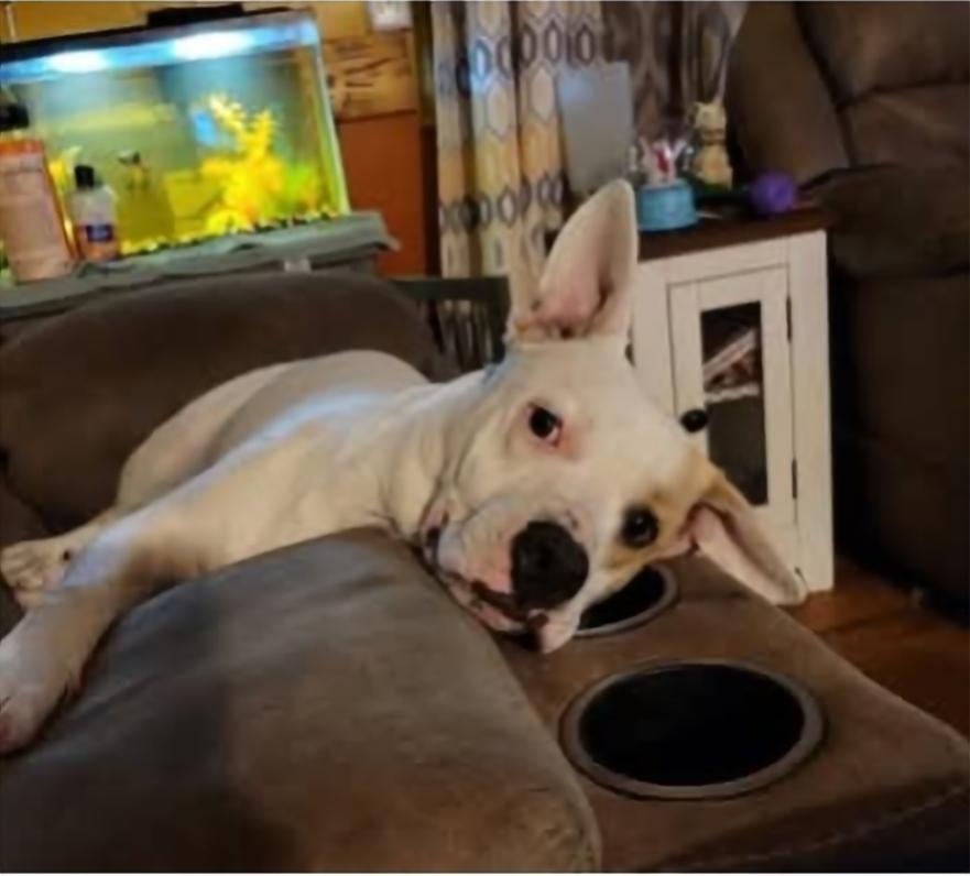 Abby, adopted, Adult Female Labrador Retriever & Pit Bull Terrier.