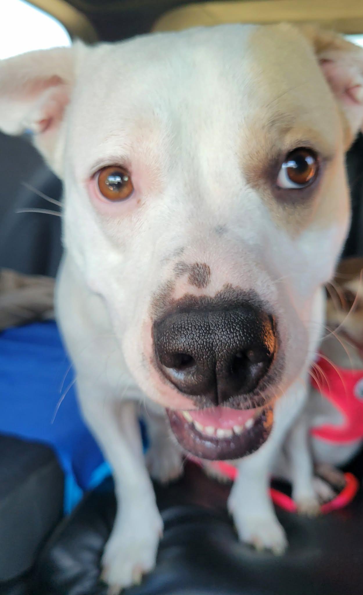 Enlarge Abby, an adopted mixed breed in Plano, TX image 4/6