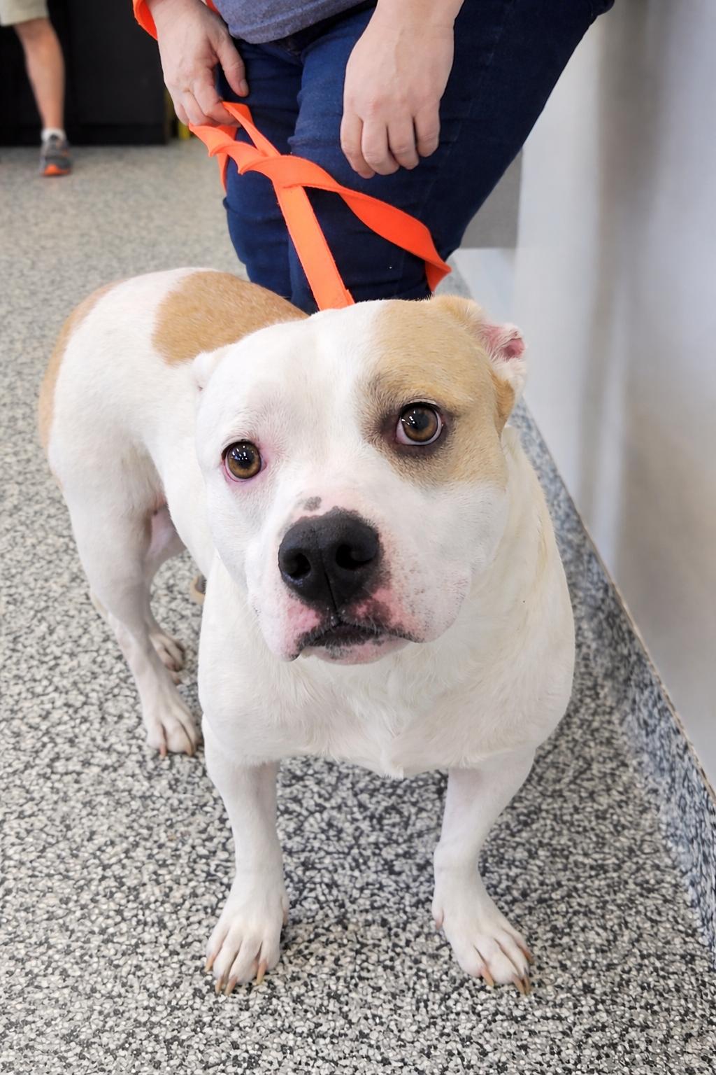 Enlarge Abby, an adopted mixed breed in Plano, TX image 5/6
