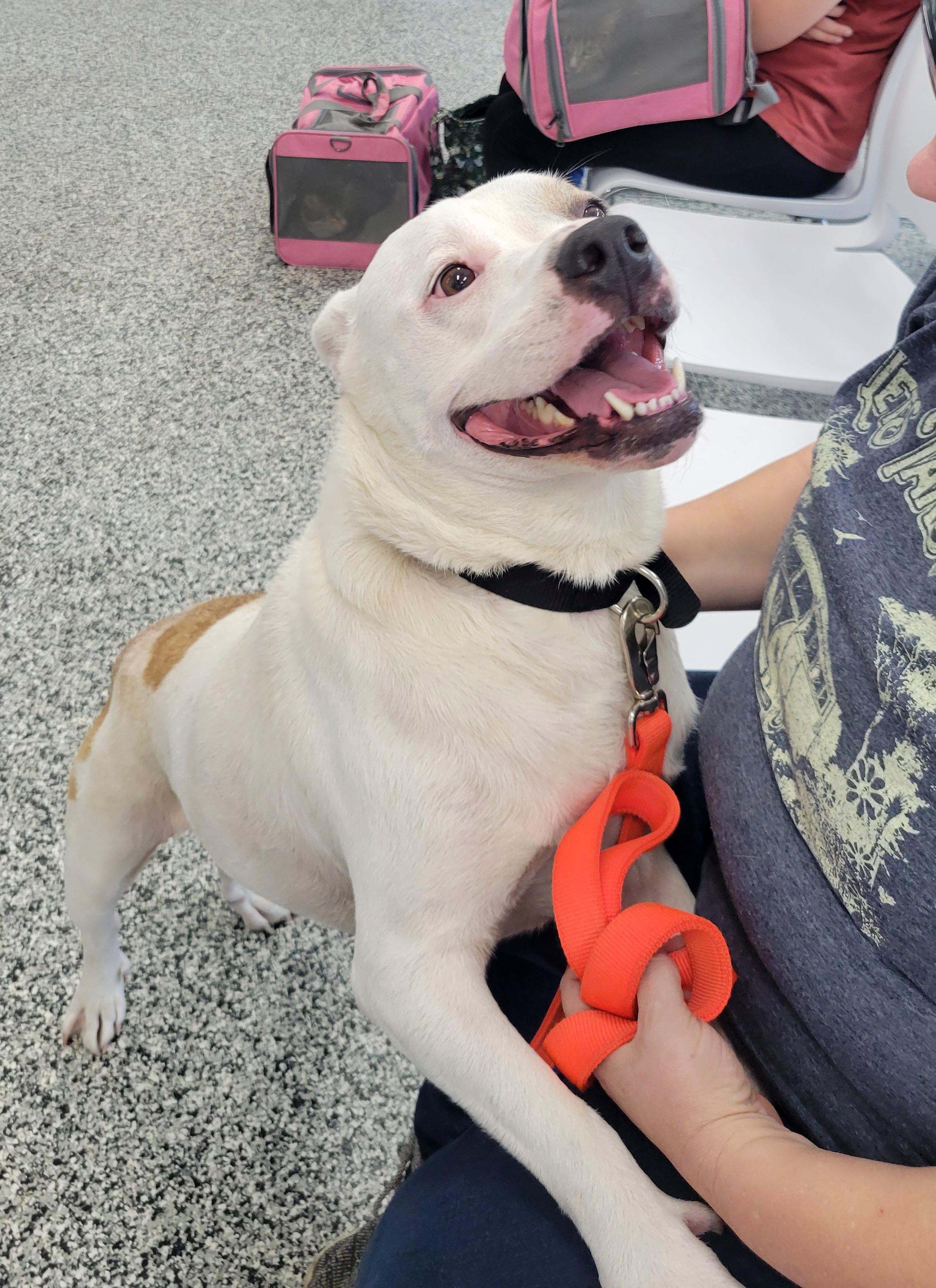 Enlarge Abby, an adopted mixed breed in Plano, TX image 3/6
