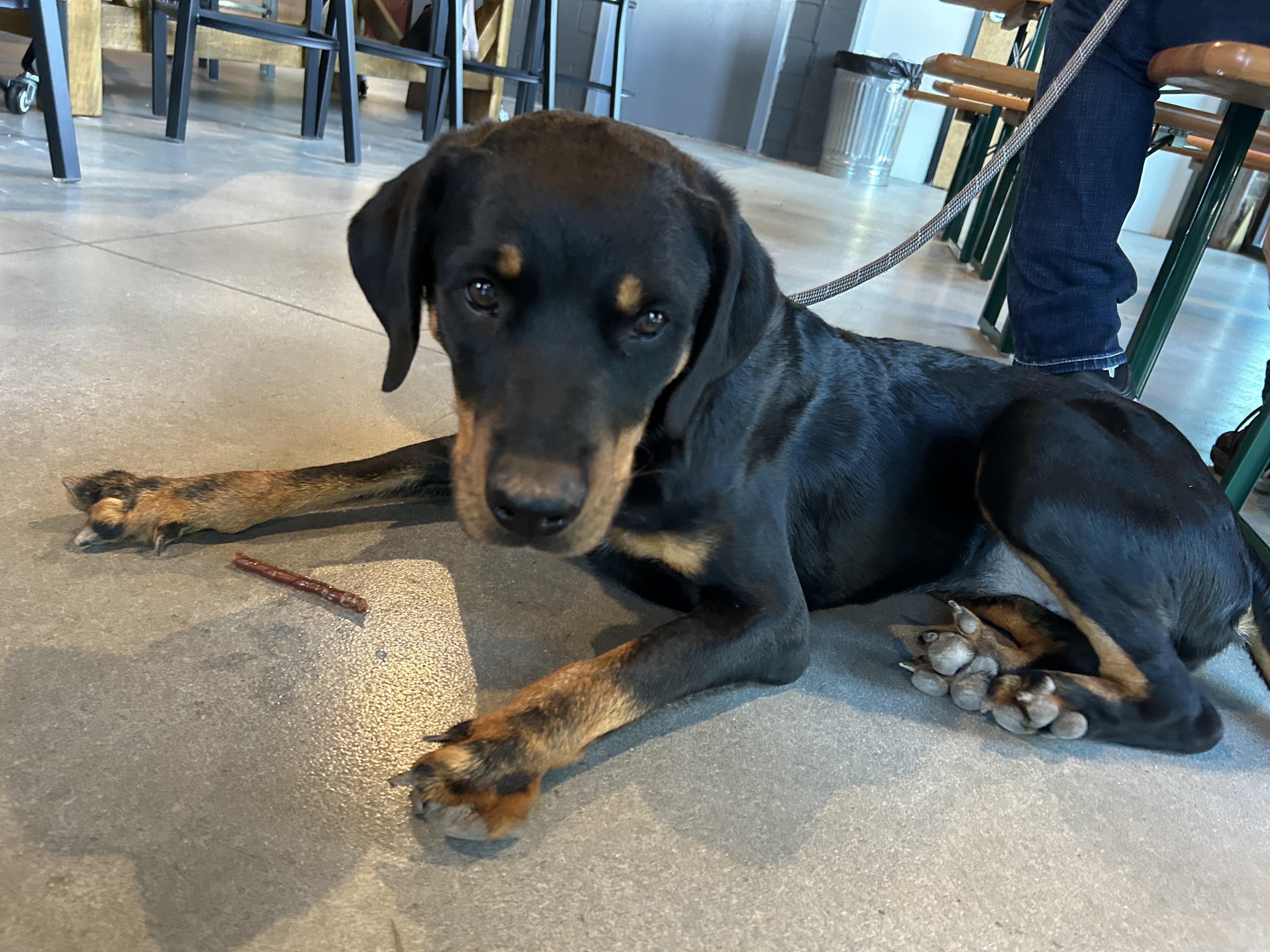 Enlarge Val, a Adoptable Rottweiler in Winder, GA image 1/1