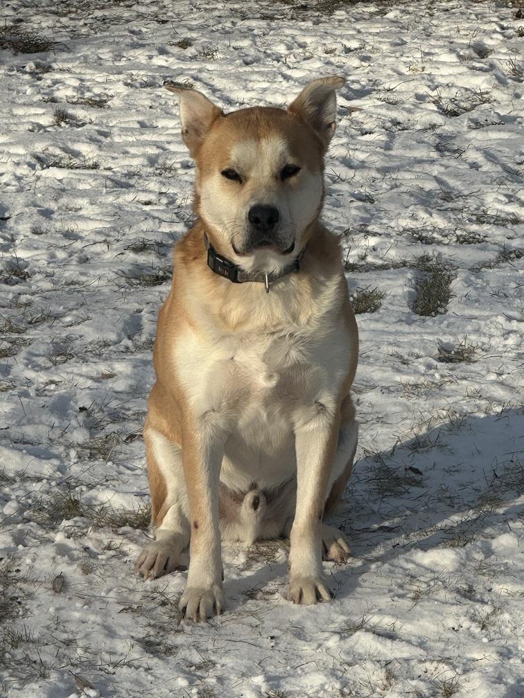 Niko, Adoptable, Young Male Husky & Australian Cattle Dog / Blue Heeler.