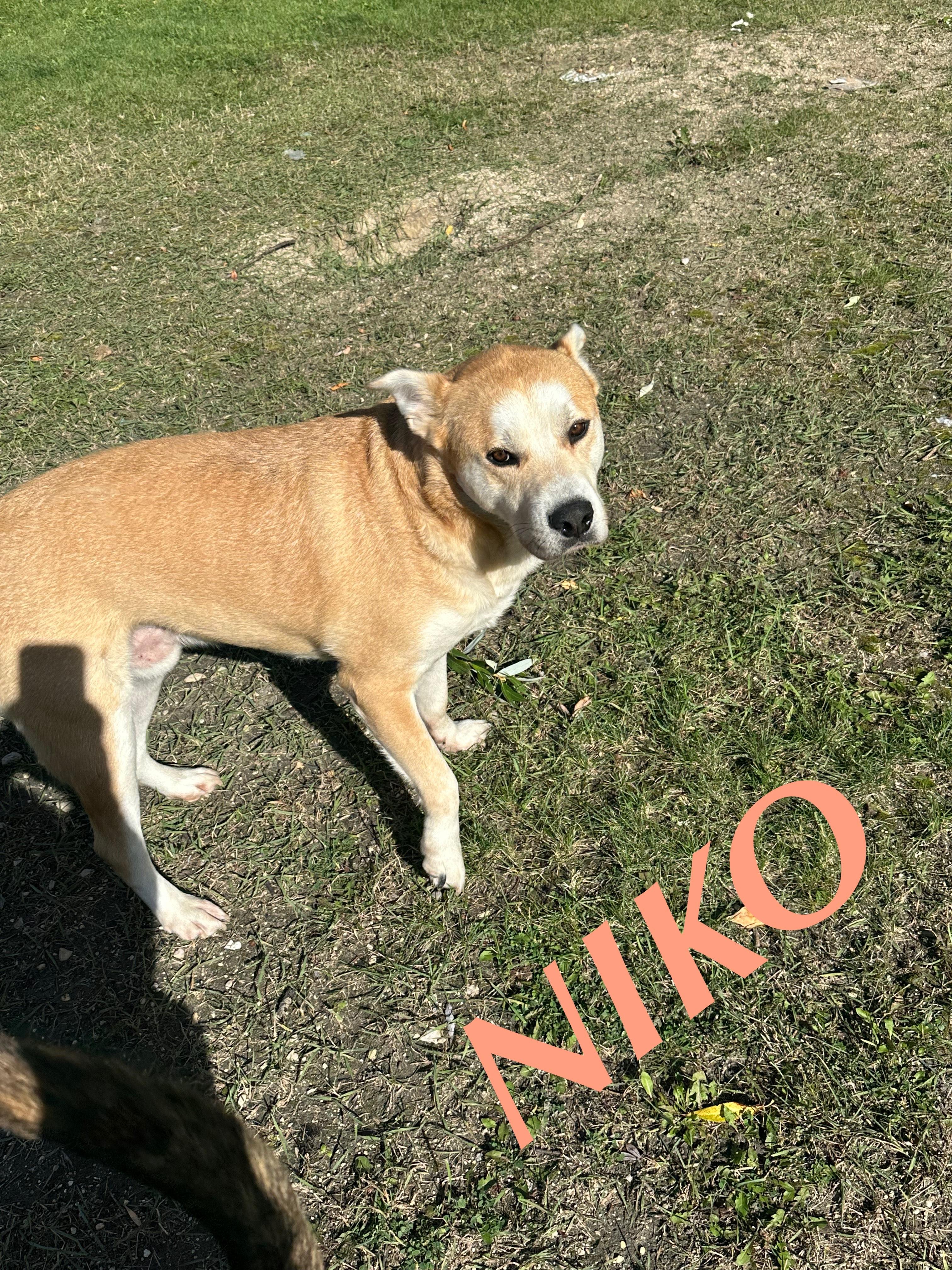 Niko, an adoptable Husky, Australian Cattle Dog / Blue Heeler in Winnipeg, MB, R2C 3A4 | Photo Image 1