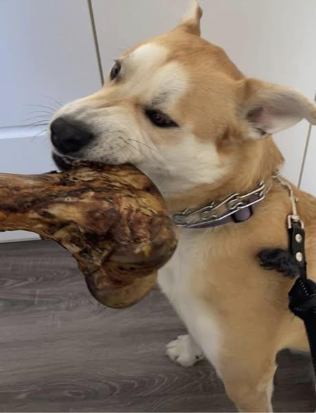 Niko, a Adoptable mixed breed in Winnipeg, MB image 3/6