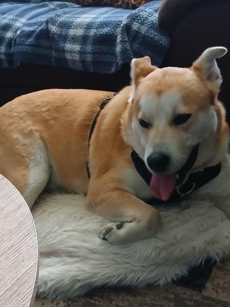 Niko, an adoptable Husky, Australian Cattle Dog / Blue Heeler in Winnipeg, MB, R2C 3A4 | Photo Image 3