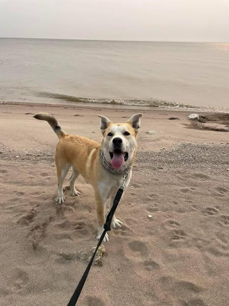 Niko, a Adoptable mixed breed in Winnipeg, MB image 5/6