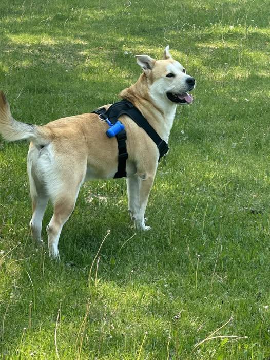 Niko, an adoptable Husky, Australian Cattle Dog / Blue Heeler in Winnipeg, MB, R2C 3A4 | Photo Image 1
