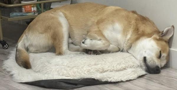 Niko, a Adoptable mixed breed in Winnipeg, MB image 6/6