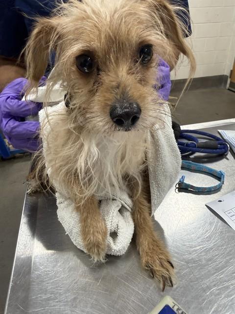 PAUL, Adoptable, Adult Male Chihuahua.