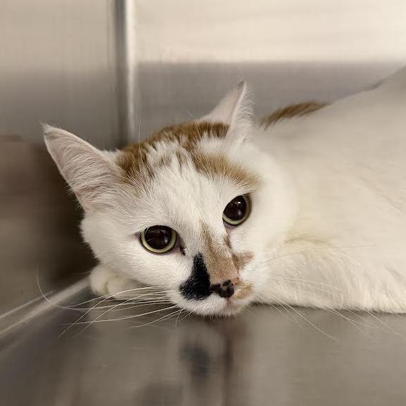 Jeanette, Adoptable, Adult Female Domestic Short Hair.