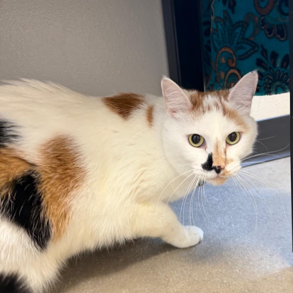Enlarge Jeanette, a Adoptable Domestic Short Hair in Cody, WY image 2/4