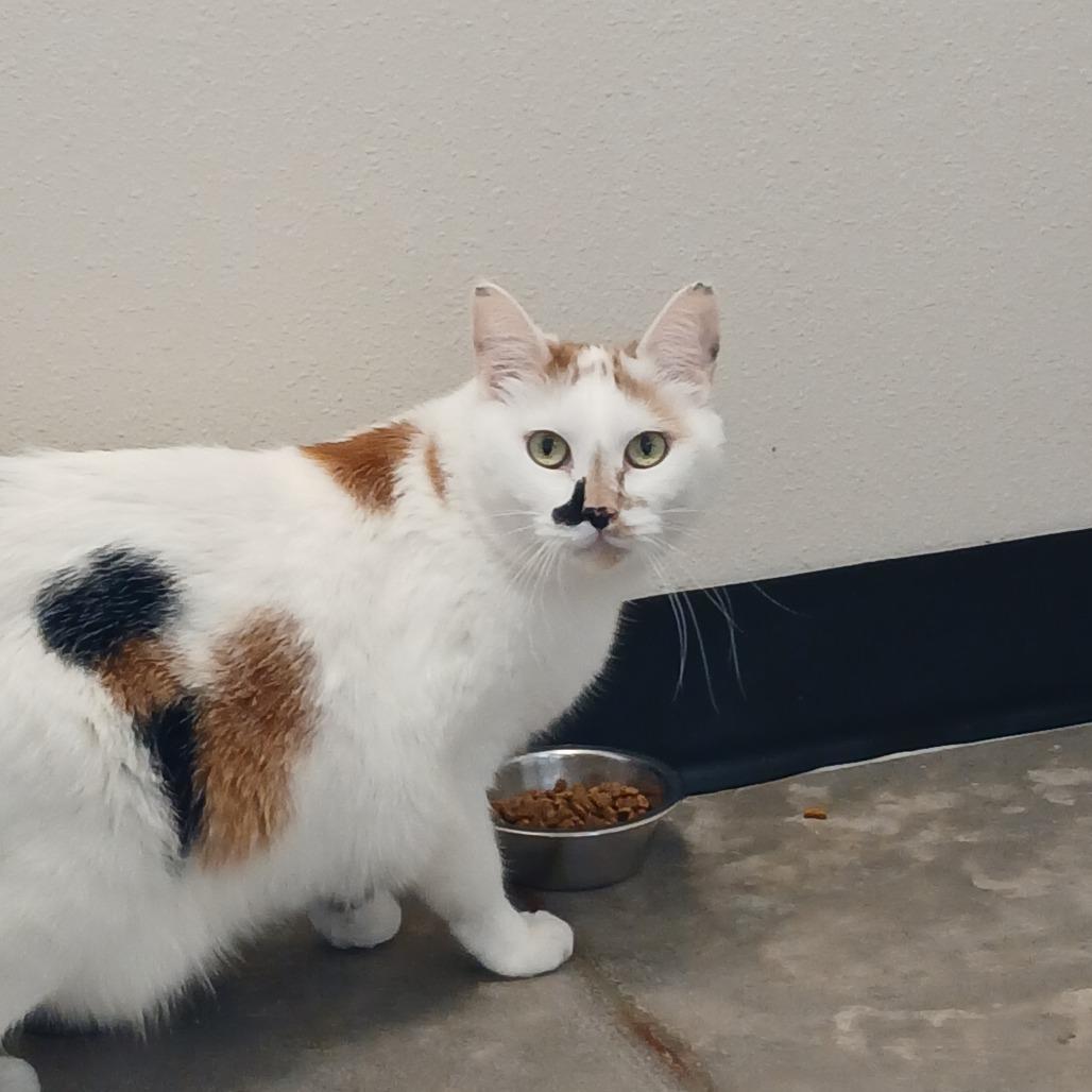 Enlarge Jeanette, a Adoptable Domestic Short Hair in Cody, WY image 3/4