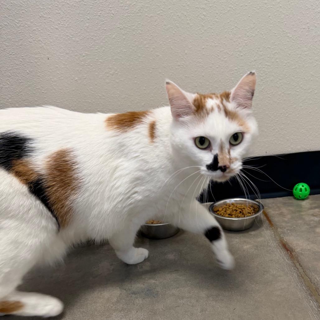 Enlarge Jeanette, a Adoptable Domestic Short Hair in Cody, WY image 4/4