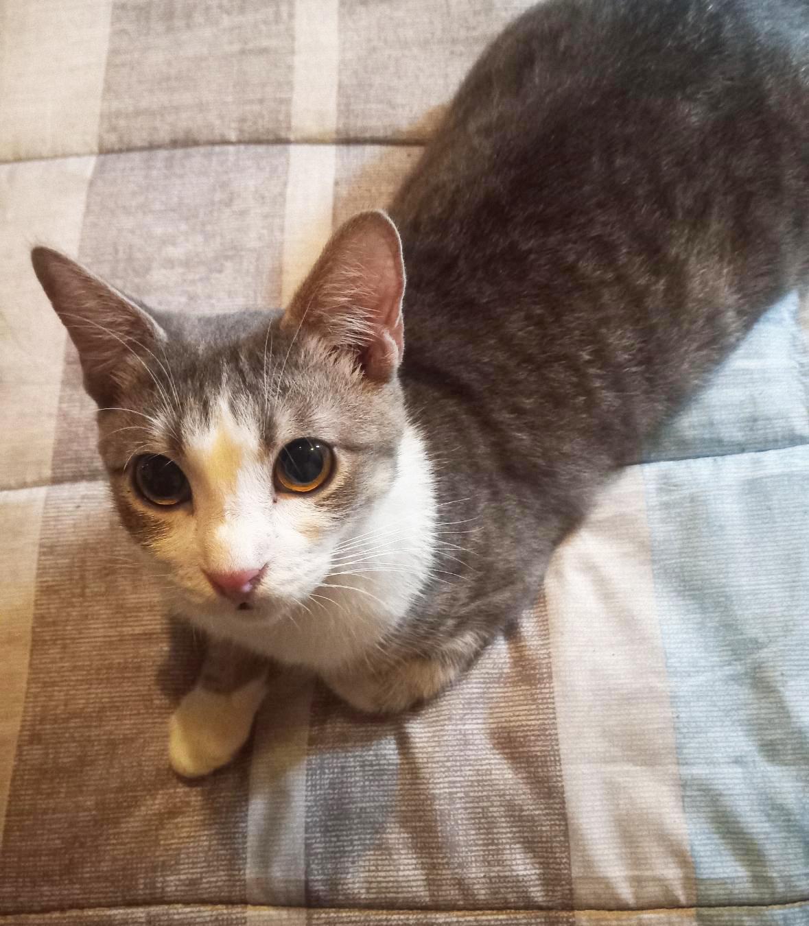 Enlarge Buttons, an adoptable Tabby in Huntington Beach, CA image 1/2