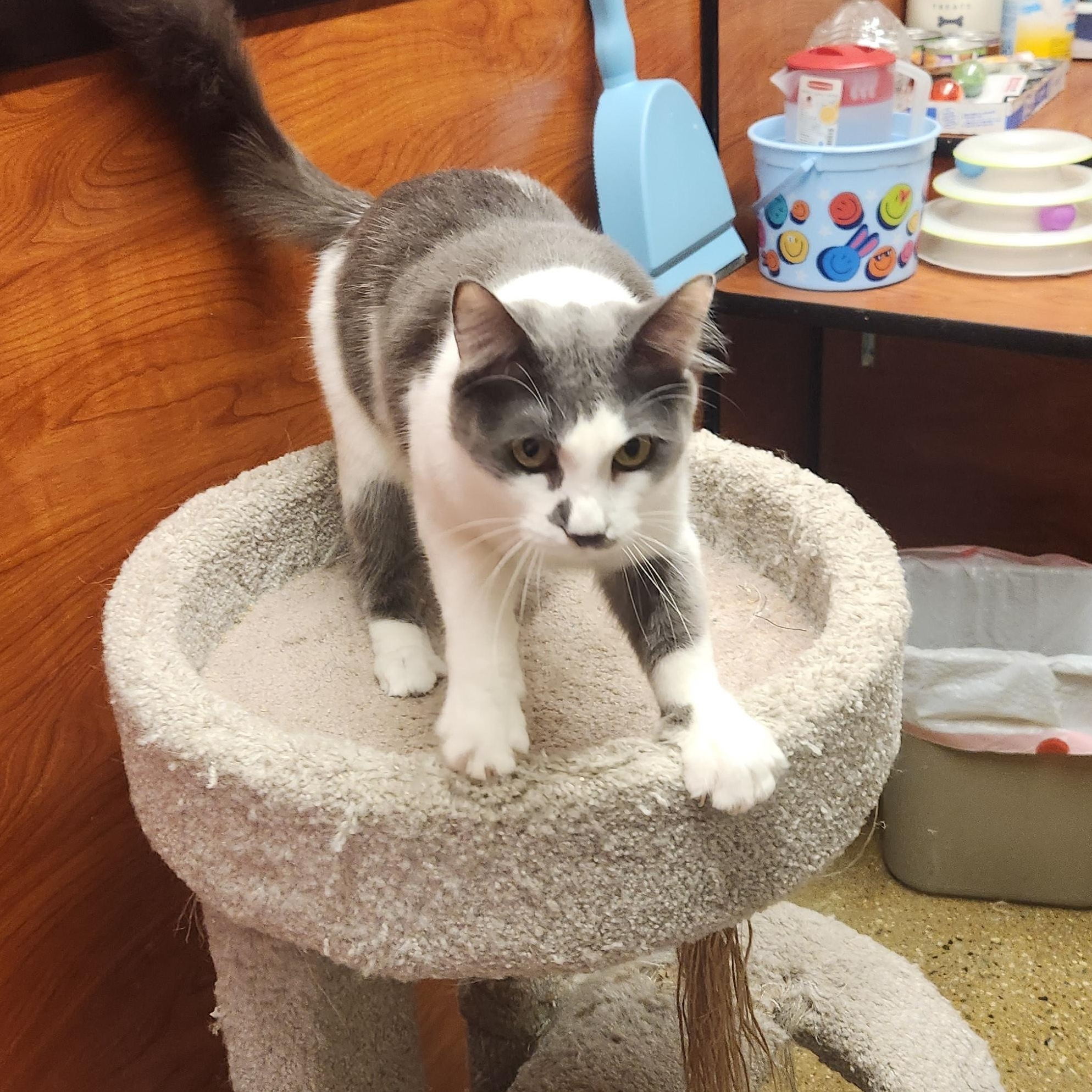 Maddox, Adoptable, Kitten Male Maine Coon & Domestic Medium Hair.