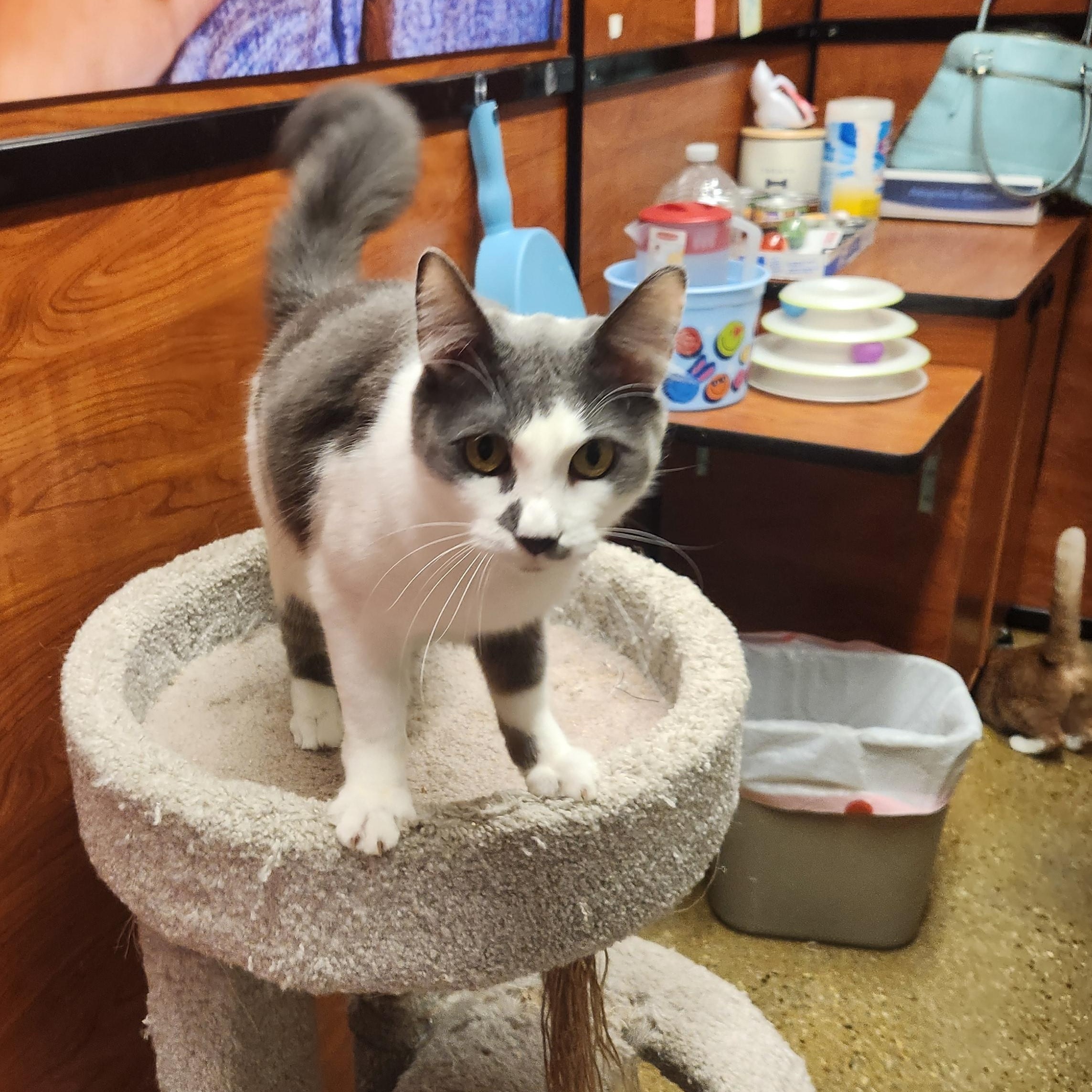 Maddox, a Adoptable mixed breed in Buena Park, CA image 2/4