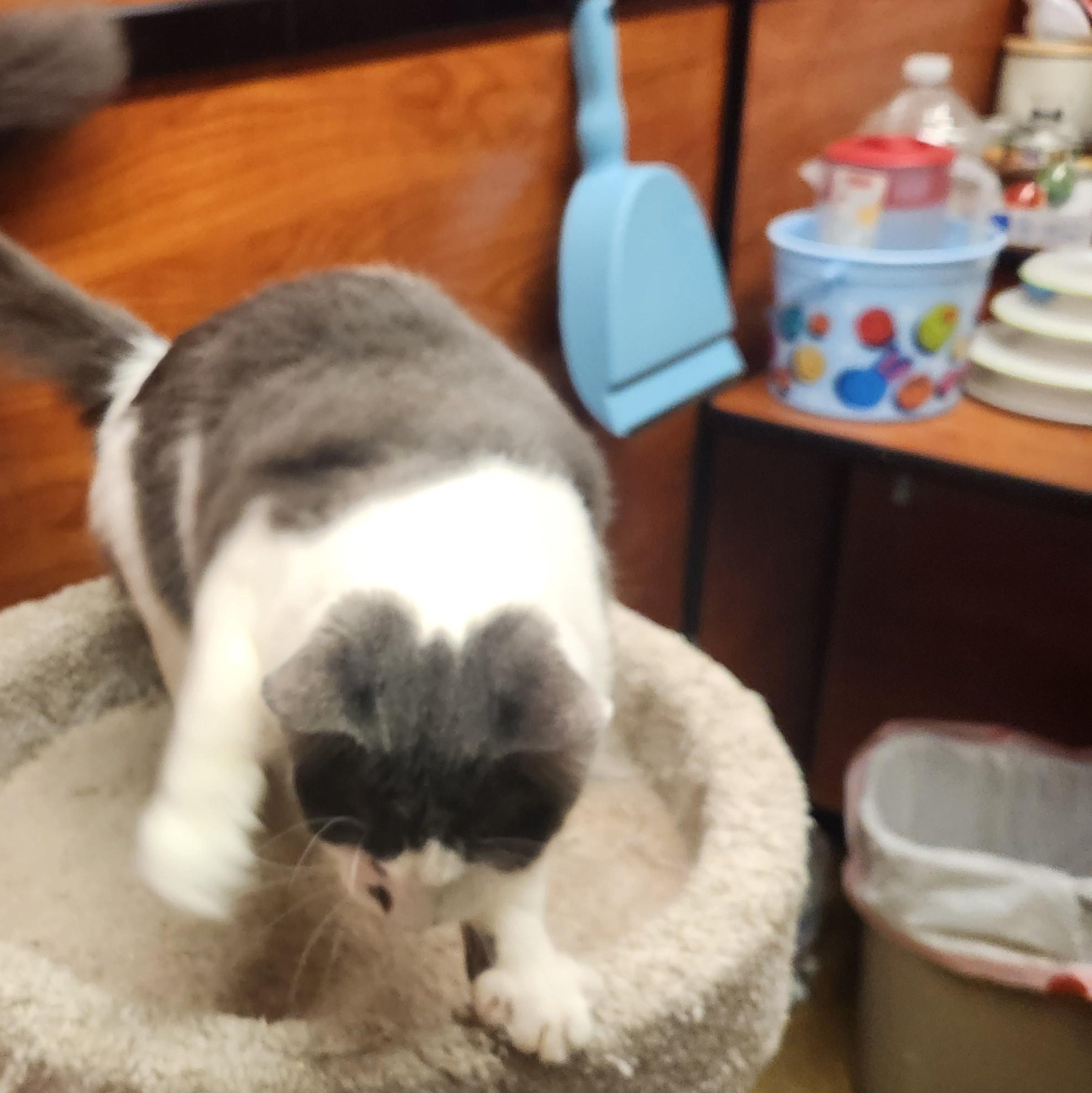 Maddox, a Adoptable mixed breed in Buena Park, CA image 3/4