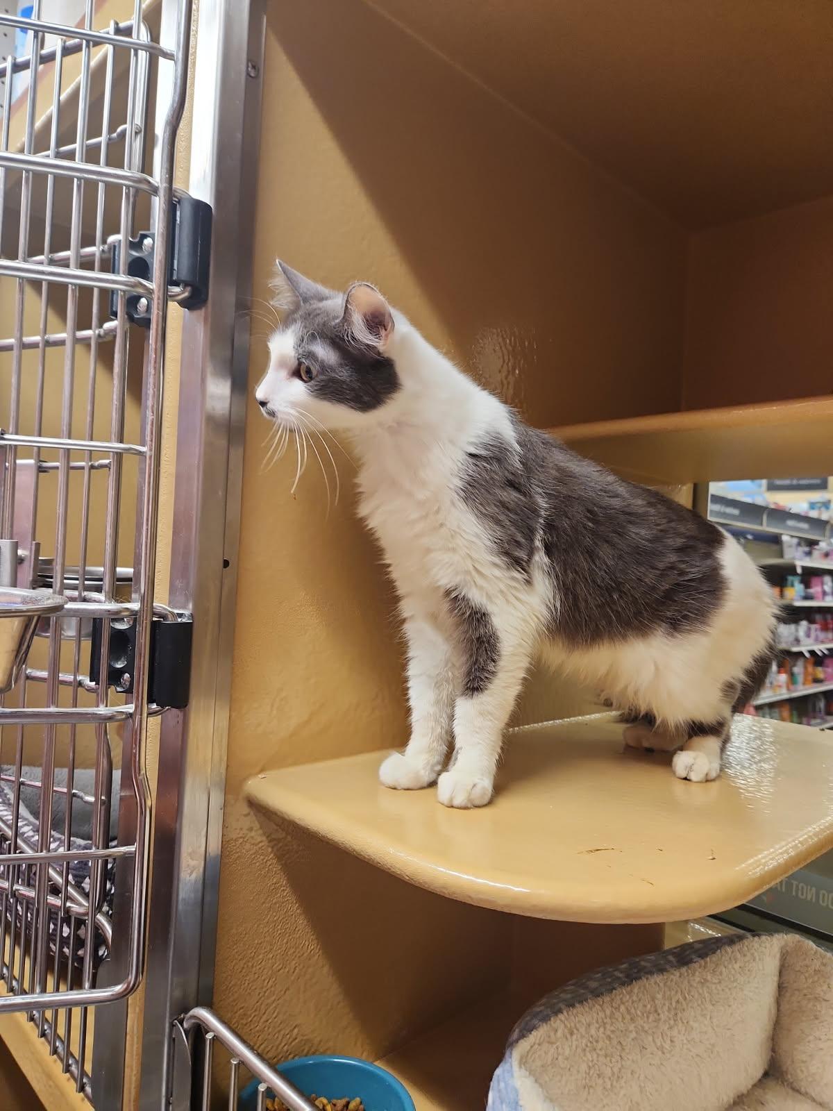 Maddox, a Adoptable mixed breed in Buena Park, CA image 4/4