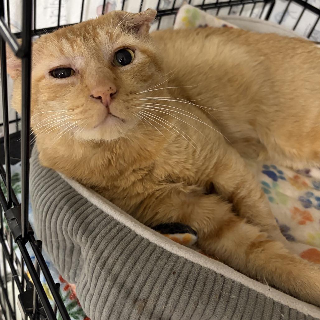 26-229 Biscuit, Adoptable, Senior Male Domestic Short Hair.