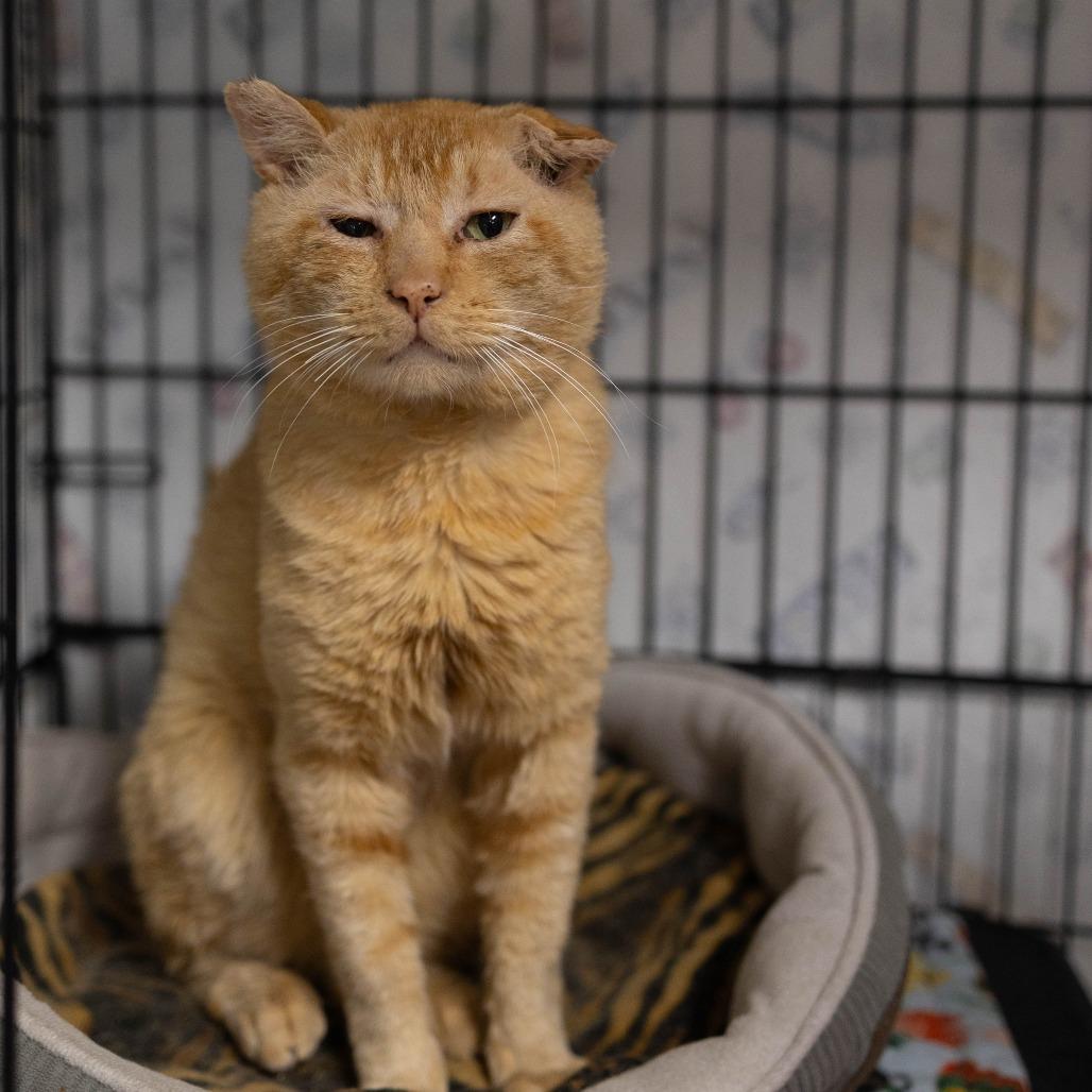 Enlarge 26-229 Biscuit, a Adoptable Domestic Short Hair in North Branford, CT image 2/3