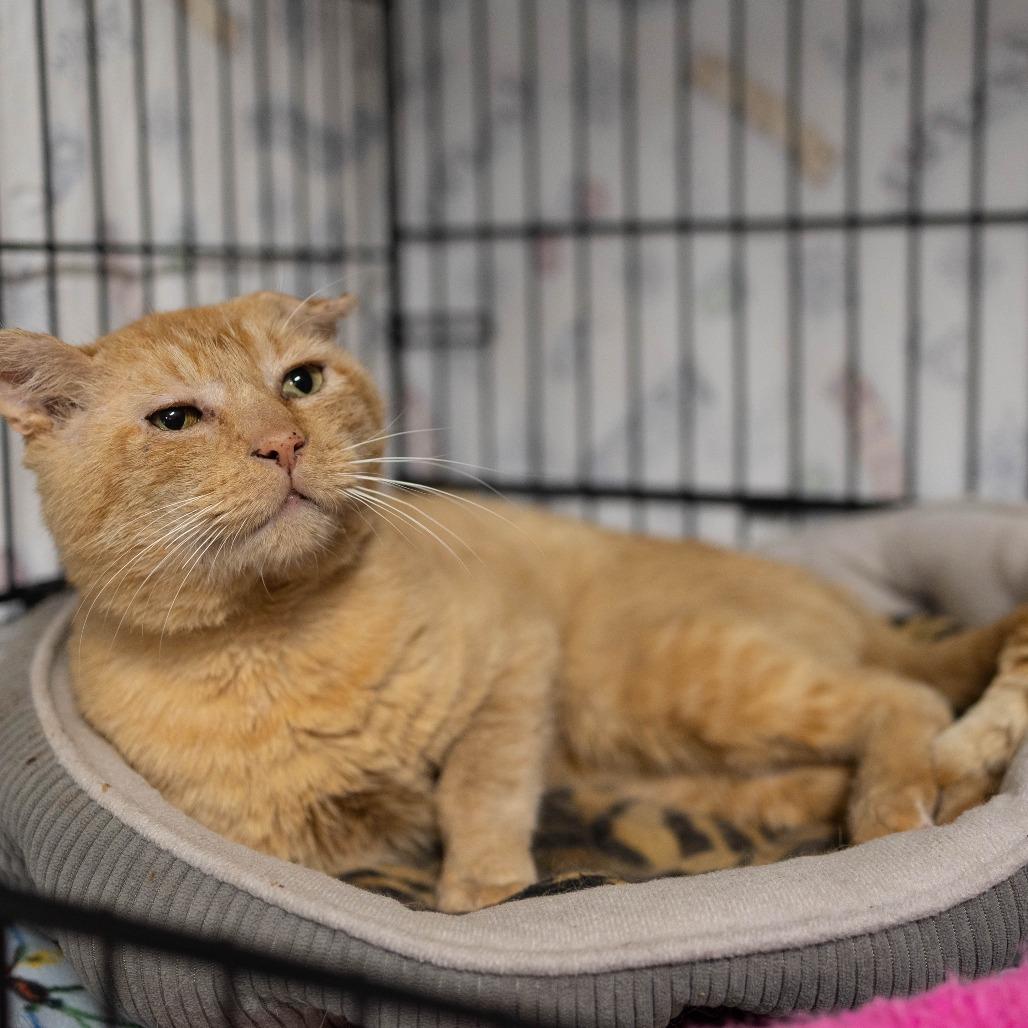 Enlarge 26-229 Biscuit, a Adoptable Domestic Short Hair in North Branford, CT image 3/3
