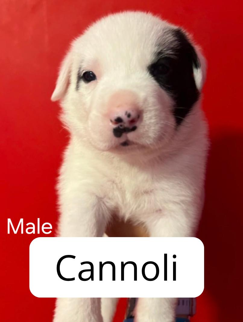 Enlarge Cannoli, a ADOPTABLE mixed breed in Lake Elsinore, CA image 1/1