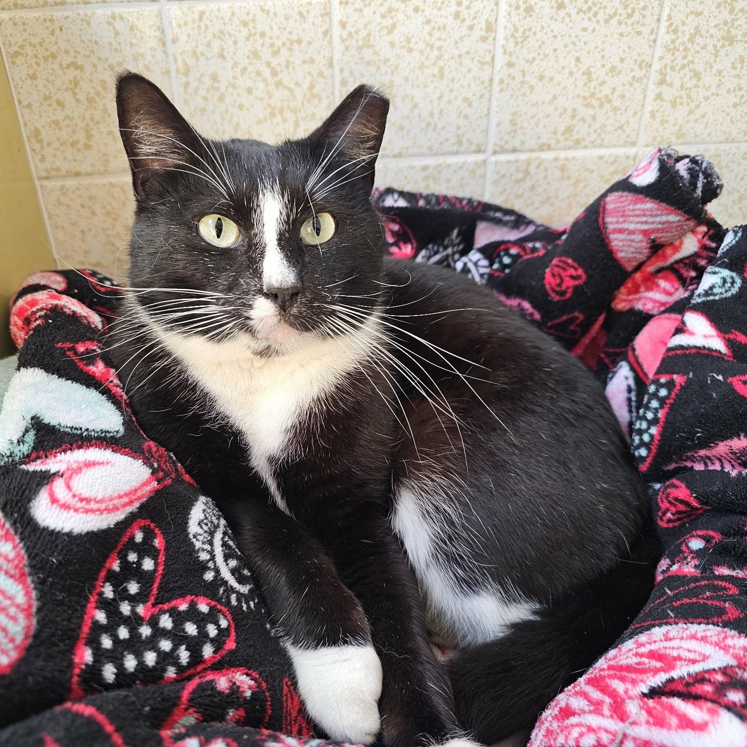 Enlarge Beautiful & Loving Binx - Your Cat's Best Friend, a Adoptable mixed breed in Lexington, VA image 4/6