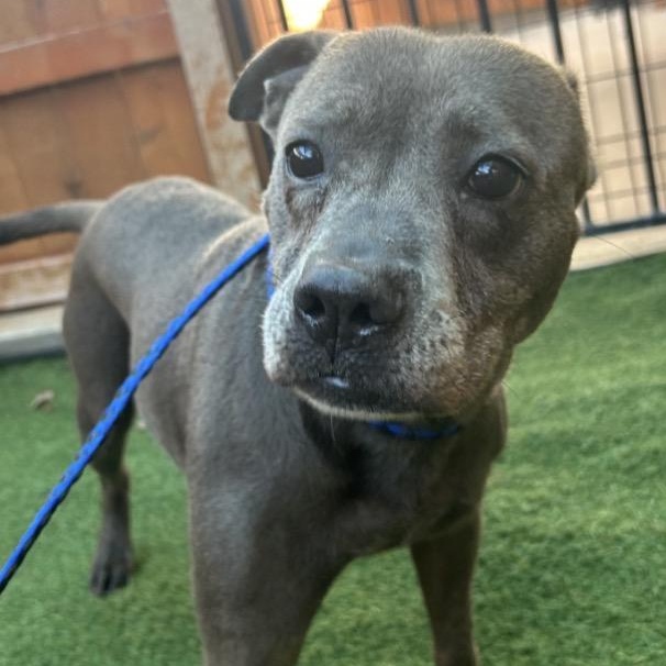 Sweet Pea, Adoptable, Adult Female American Staffordshire Terrier.
