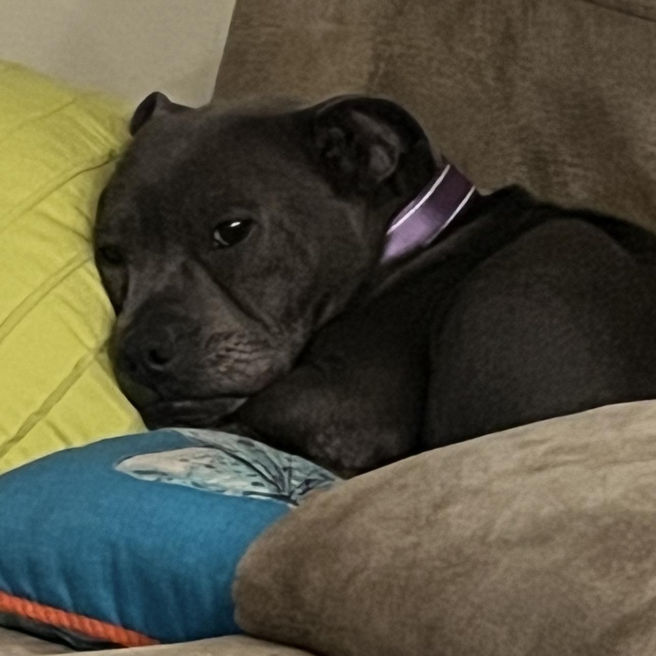 Enlarge Sweet Pea, a ADOPTABLE American Staffordshire Terrier in Huntington, NY image 4/6