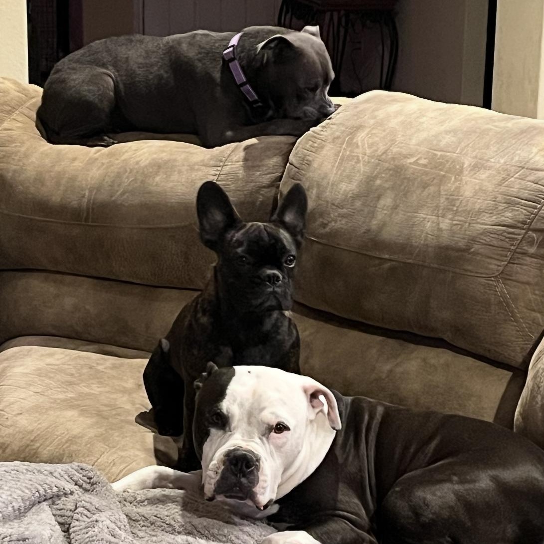 Enlarge Sweet Pea, a ADOPTABLE American Staffordshire Terrier in Huntington, NY image 6/6