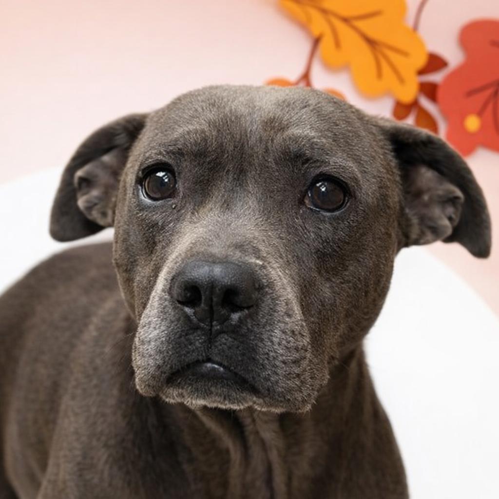 Enlarge Sweet Pea, a ADOPTABLE American Staffordshire Terrier in Huntington, NY image 1/6