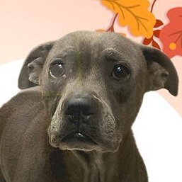 Enlarge Sweet Pea, a ADOPTABLE American Staffordshire Terrier in Huntington, NY image 1/6
