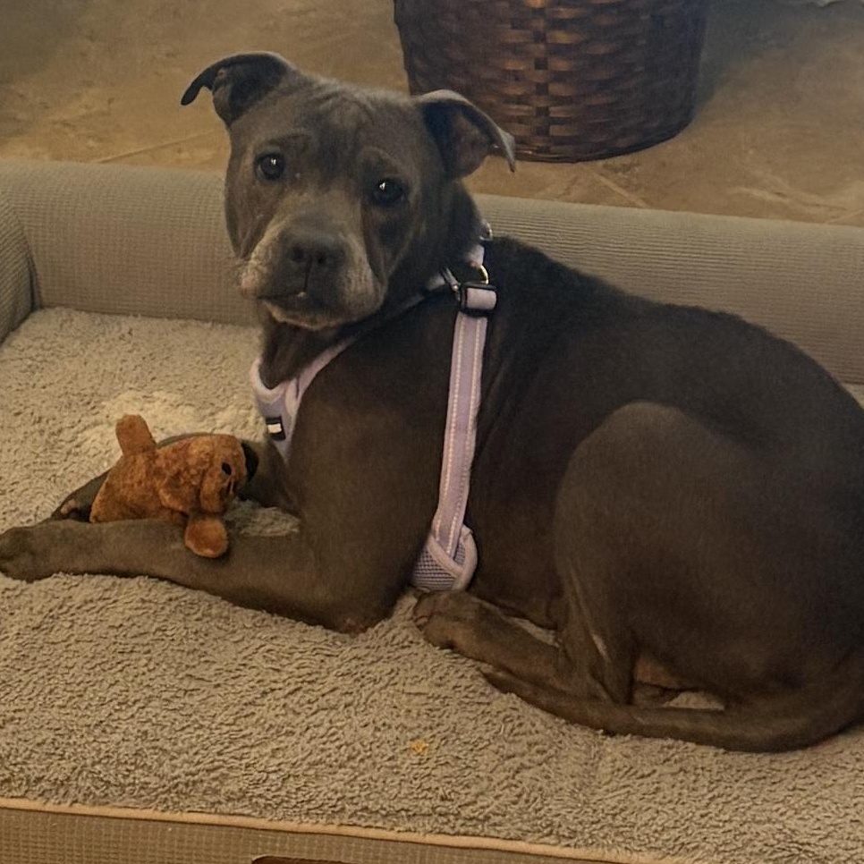 Enlarge Sweet Pea, a ADOPTABLE American Staffordshire Terrier in Huntington, NY image 2/6