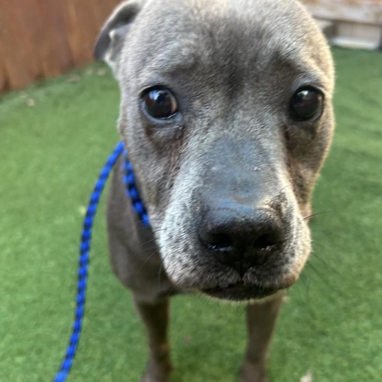 Enlarge Sweet Pea, a Adoptable American Staffordshire Terrier in Seabrook, NH image 4/6