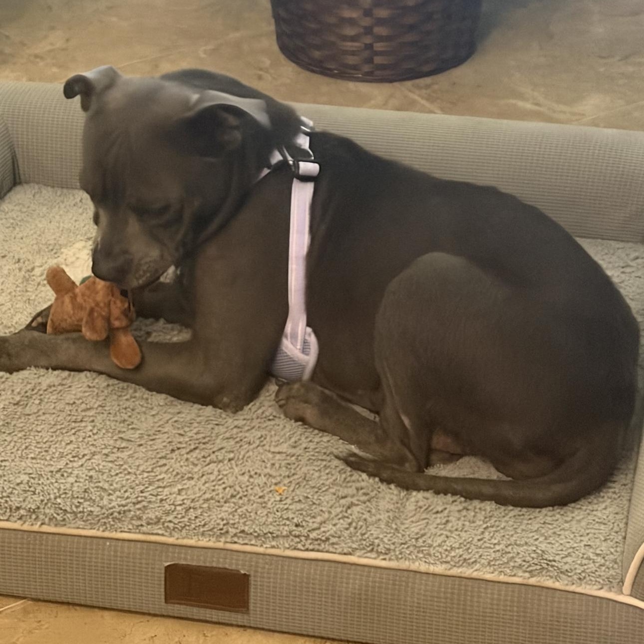 Enlarge Sweet Pea, a ADOPTABLE American Staffordshire Terrier in Huntington, NY image 3/6