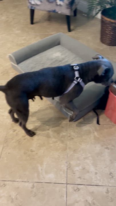 Enlarge Sweet Pea, a ADOPTABLE American Staffordshire Terrier in Huntington, NY video 5/6