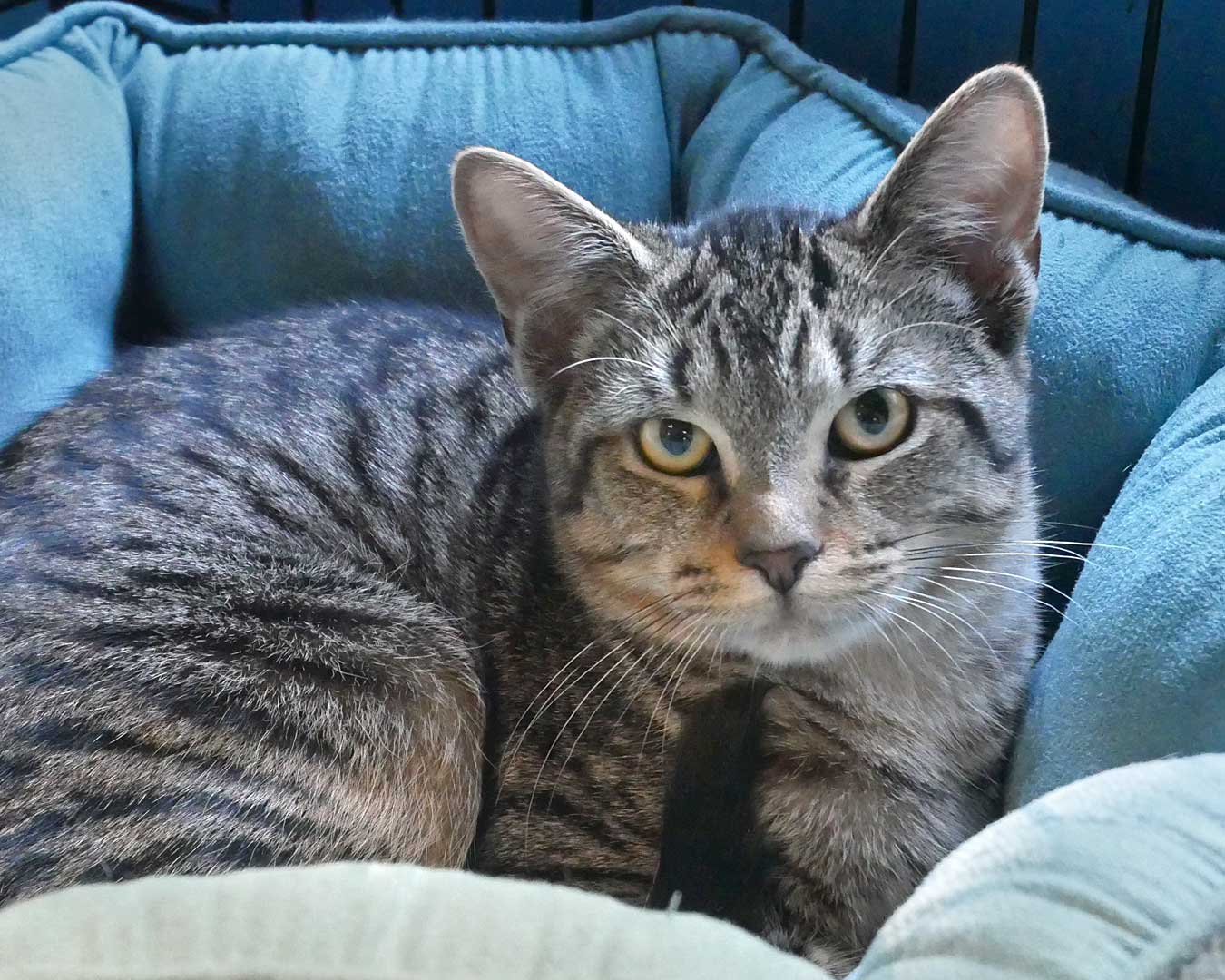 Cat for adoption Randy, a Domestic Short Hair Mix in Bloomingdale, NJ