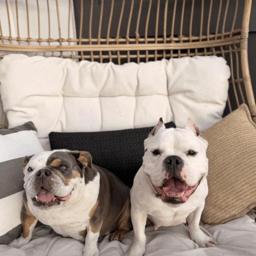 Cindy Pawford, Adoptable, Young Female American Bulldog & English Bulldog.