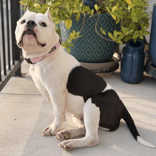 Enlarge Cindy Pawford, a Adoptable mixed breed in Austin, TX image 2/5