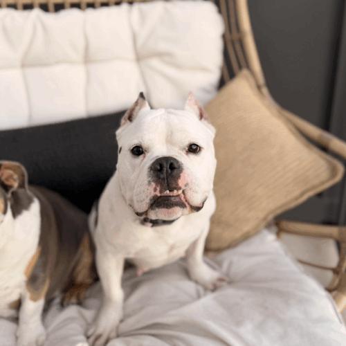 Enlarge Cindy Pawford, a Adoptable mixed breed in Austin, TX image 3/5