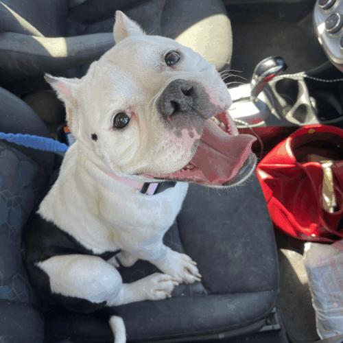 Enlarge Cindy Pawford, a Adoptable mixed breed in Austin, TX image 4/5