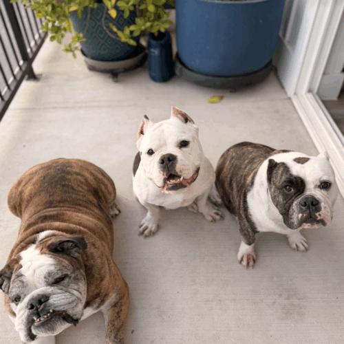 Enlarge Cindy Pawford, a Adoptable mixed breed in Austin, TX image 5/5