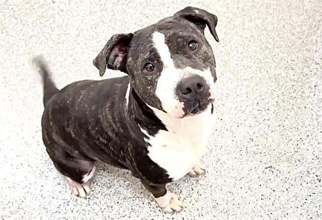EUREKA, Adoptable, Adult Female Pit Bull Terrier.