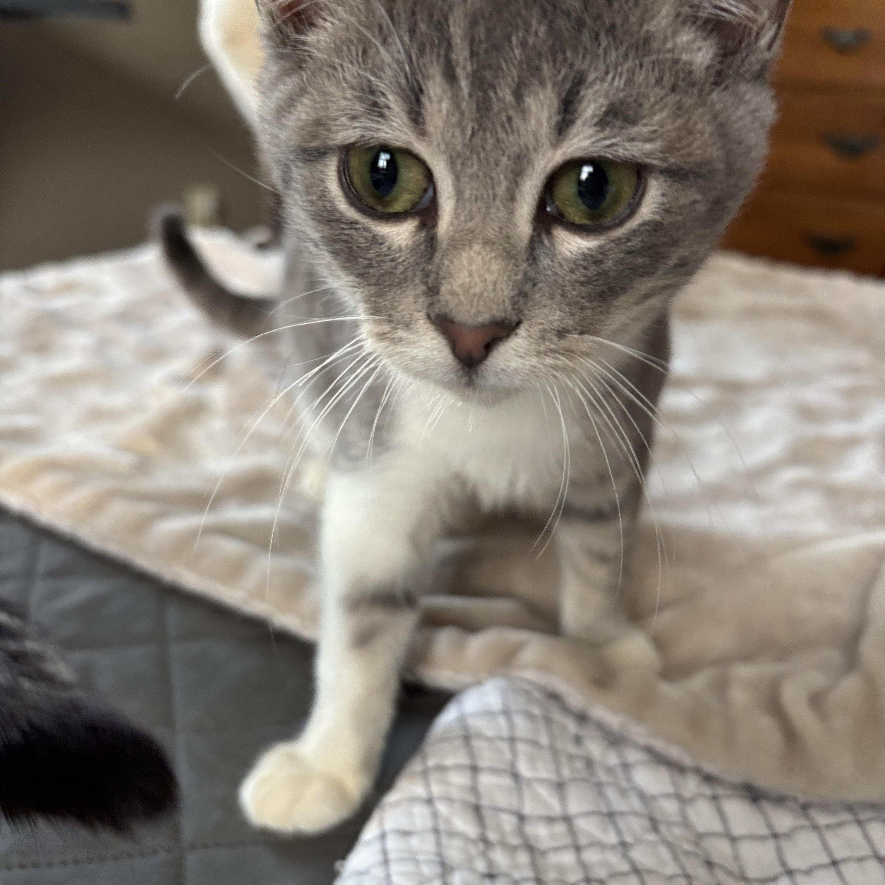 Enlarge Frisco, an adopted Tabby in Melrose, MA image 2/3