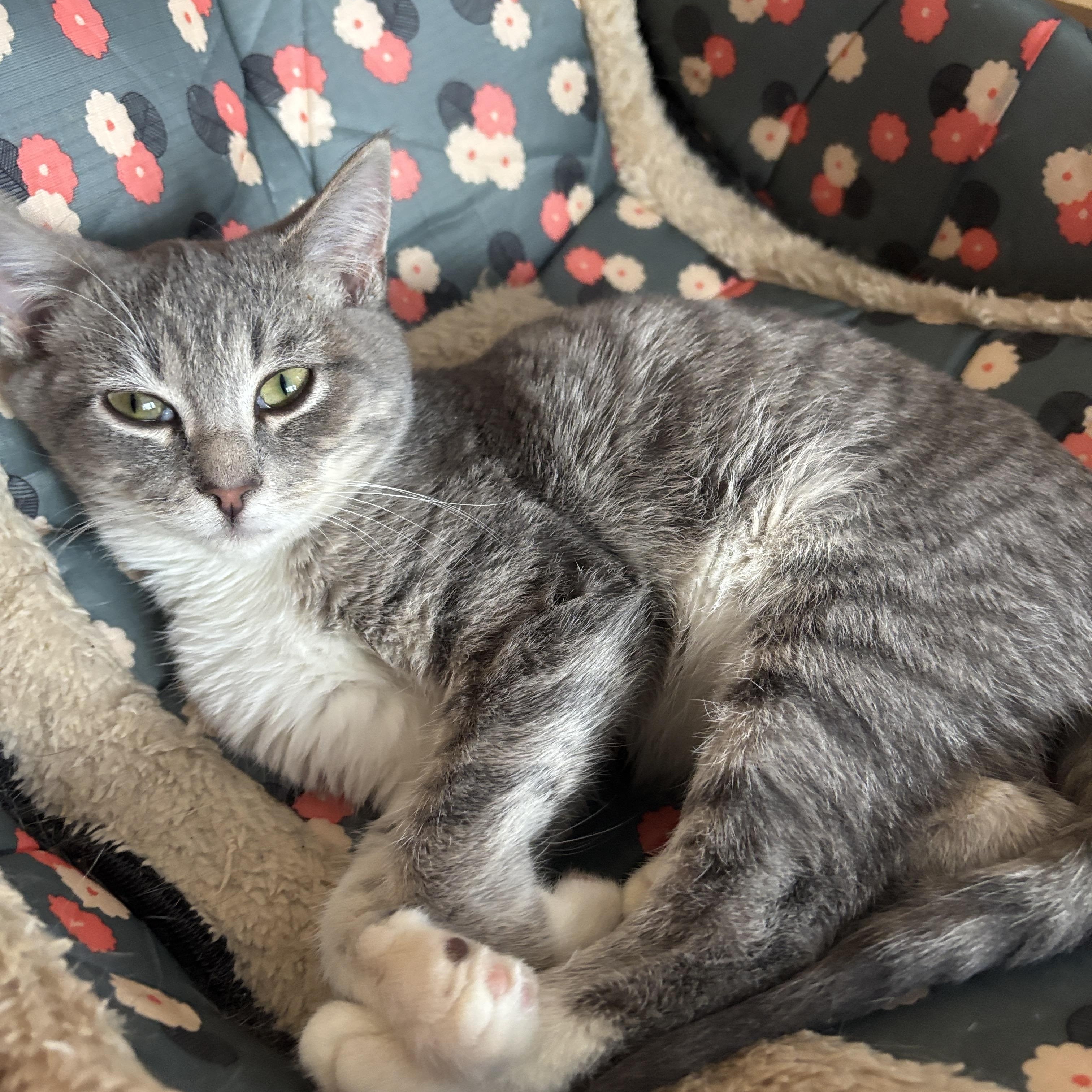 Enlarge Frisco, an adopted Tabby in Melrose, MA image 3/3