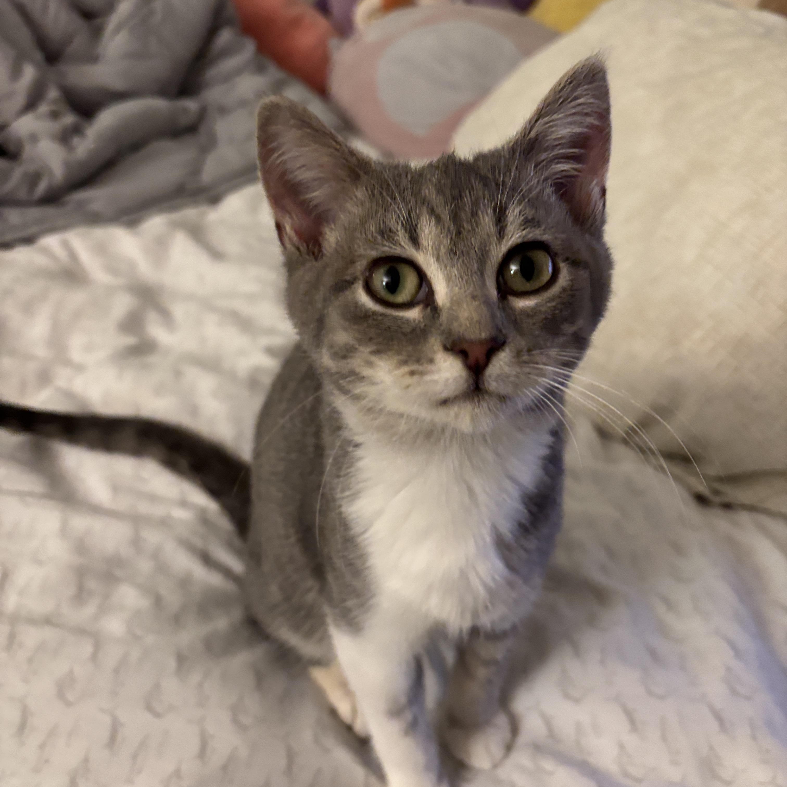 Enlarge Frisco, an adopted Tabby in Melrose, MA image 1/3